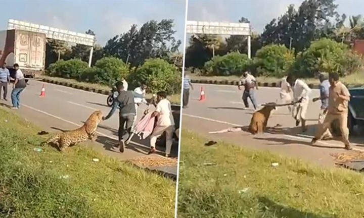 Thót tim khoảnh khắc báo dữ vồ ngã nhân viên kiểm lâm trên đường cao tốc