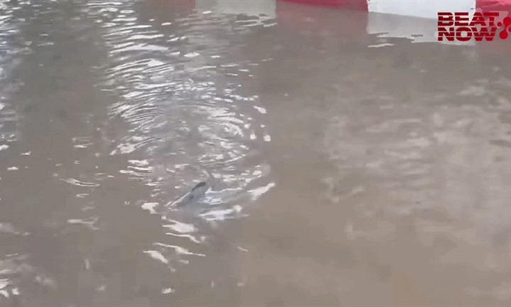 Bắt được cá 