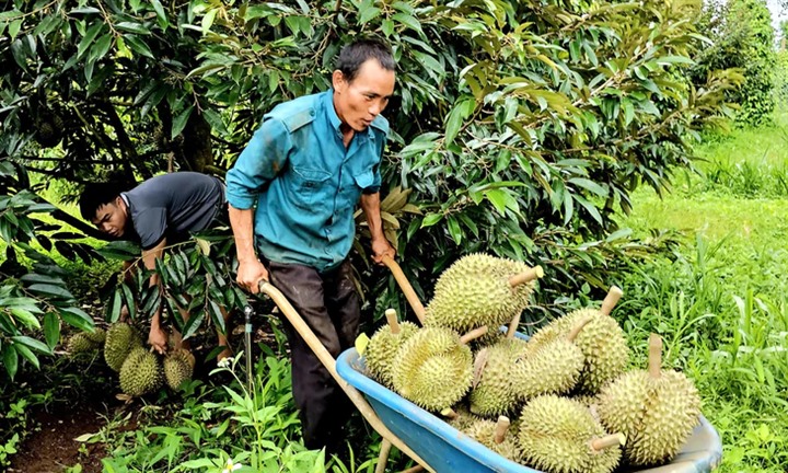 Thị trường 24h: Giá sầu riêng tăng mạnh, người nông dân ấm lòng