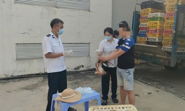 Thị trường 24h: Sự thật bên trong 2 xe tải chở gà thịt từ Đồng Nai và Lâm Đồng vào TPHCM