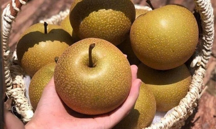 Loại quả đặc sản vùng cao Tây Bắc, giòn ngọt, mọng nước, có mùi thơm đặc trưng