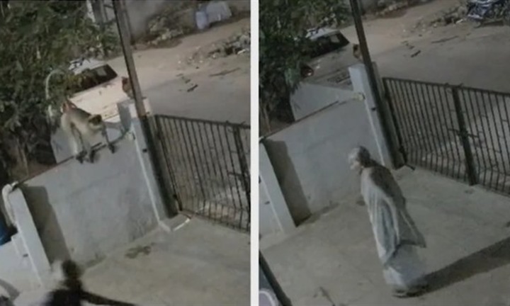 Camera ghi cảnh khỉ tấn công cụ bà 91 tuổi, nạn nhân qua đời sau một ngày