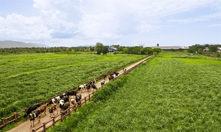 50 năm Vinamilk: Hành trình không ngừng nâng chuẩn