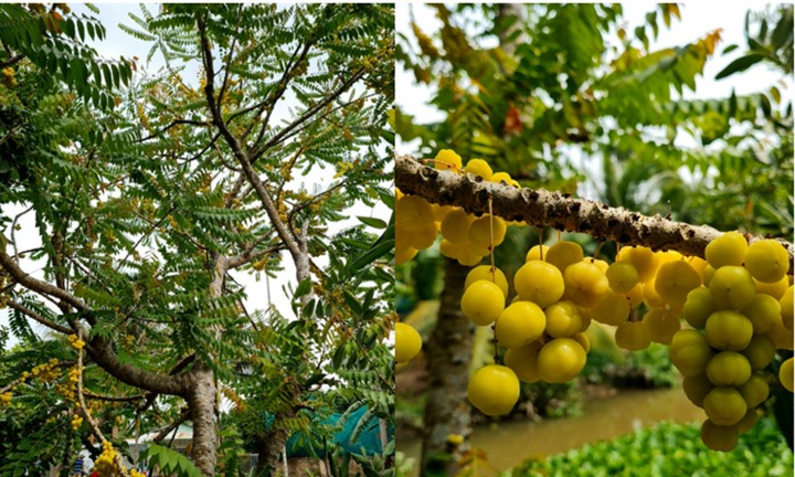 Loại quả tuổi thơ chua ngọt 