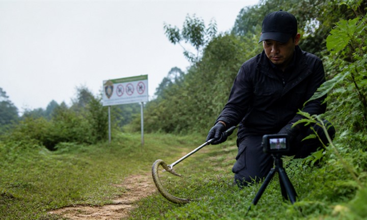 Săn bắt rắn hoang dã để quay video có bị xử phạt không?