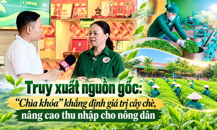 Chắp cánh cho “đệ nhất danh trà” Thái Nguyên vươn tầm thế giới - Bài 2: Truy xuất nguồn gốc: “Chìa khóa” khẳng định giá trị cây chè, nâng cao thu nhập cho nông dân
