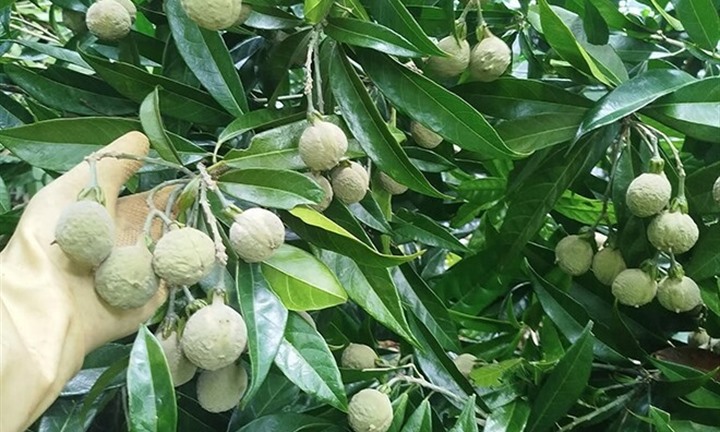 Kỳ lạ loại quả Tây Bắc: Ăn phải dùng búa tạ, nhưng cắn một miếng là 