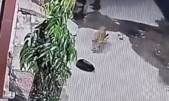 Báo hoa mai tấn công chó nhà, camera ghi lại khoảnh khắc dữ tợn