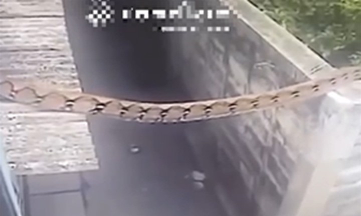 Trăn khổng lồ dài 6,6 m xuất hiện giữa khu dân cư, người đi đường giật mình khi thấy cảnh này