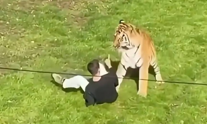 Trèo vào chuồng nuôi hổ trong công viên, người đàn ông ở Anh bị tấn công, tử vong thương tâm