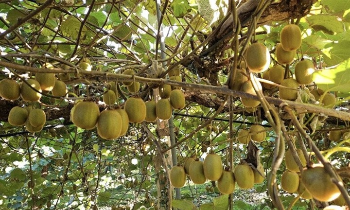 Bổ đôi loại quả đầy lông này ăn mỗi ngày, điều kỳ diệu sẽ xảy đến với não bộ của bạn
