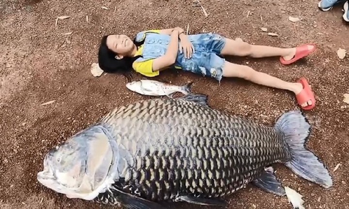 Cận cảnh con cá chép nặng khoảng 100kg, dài 1,5 mét cần đến 2 người khiêng