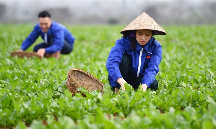 Cơ chế phát triển sản xuất liên kết theo chuỗi giá trị