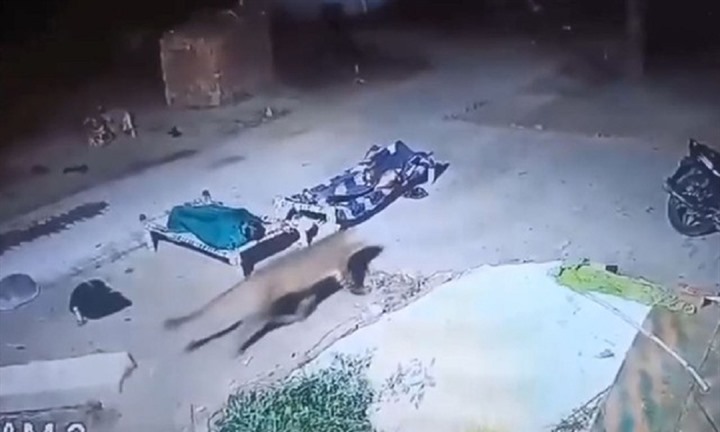 Một con báo lớn đi ngang qua hai người dân đang ngủ, camera ghi lại khoảnh khắc nổi da gà