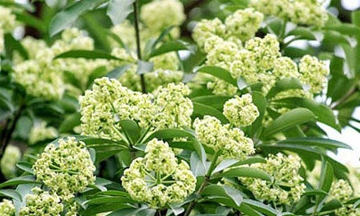 Phó Chủ tịch Hà Nội yêu cầu khẩn trương rà soát, đề xuất phương án dịch chuyển bớt cây hoa sữa