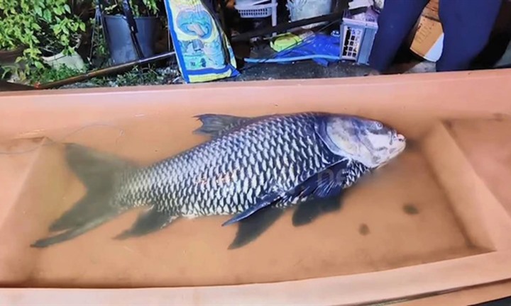 Cứu sống cá chép Xiêm khổng lồ nặng 60kg nằm bất động sát bờ sông