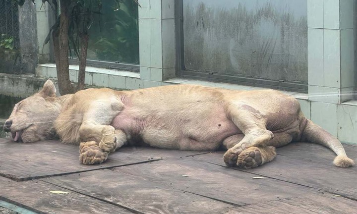 Sư tử trắng quý hiếm cuối cùng ở Thảo Cầm Viên Sài Gòn qua đời