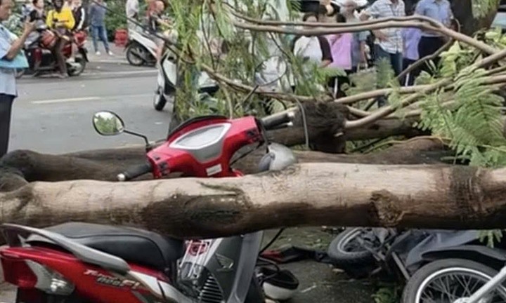 Cây phượng bật gốc, đè tử vong người đàn ông ở TP.HCM