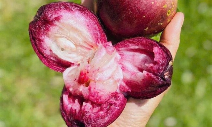 Thức quả đặc sản nức tiếng Đồng Tháp có vị ngọt thanh 