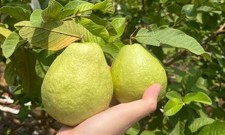 Về Hưng Yên khám phá giống ổi lê đặc sản có cùi dày, vị ngọt đậm