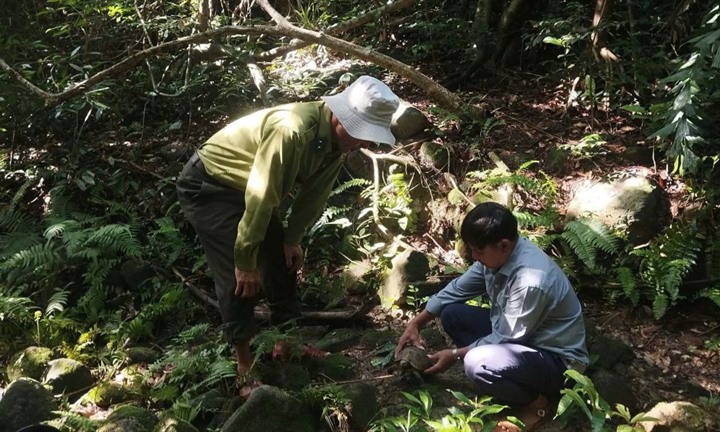 Toàn cảnh 24h: Người dân chủ động giao nộp rùa núi vàng và trăn gấm để thả về rừng