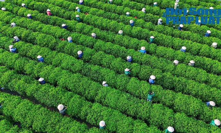 Khoa học, công nghệ tạo động lực mới cho tăng trưởng ngành Nông nghiệp