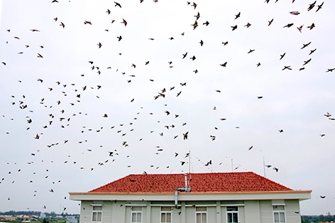 Hàng vạn con chim én ken đặc bầu trời Hậu Giang