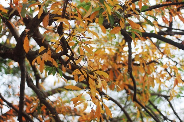 Ngắm thiếu nữ Hà thành thả hồn với “Lộc vừng thay lá” 