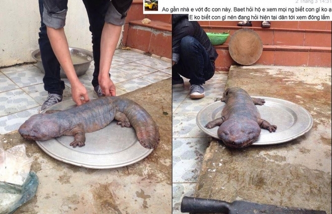 “Quái vật” ở Vĩnh Phúc: Công an vào cuộc truy tìm tung tích