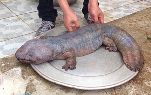 “Quái vật” ở Vĩnh Phúc được bán với giá bao nhiêu?