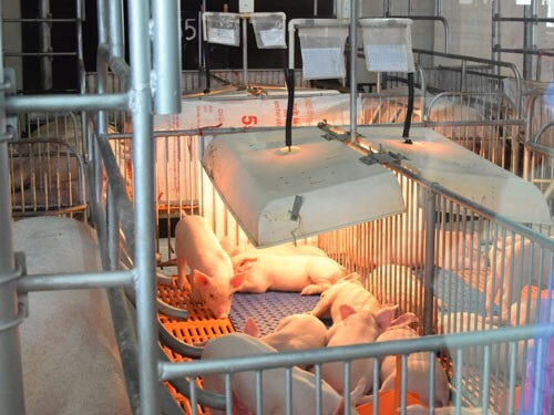 Kiếm tiền tỷ mỗi năm nhờ nuôi... lợn công nghệ cao