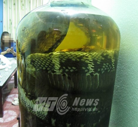 Rắn hổ chúa khủng dài 7m được mua với giá 1 cây vàng