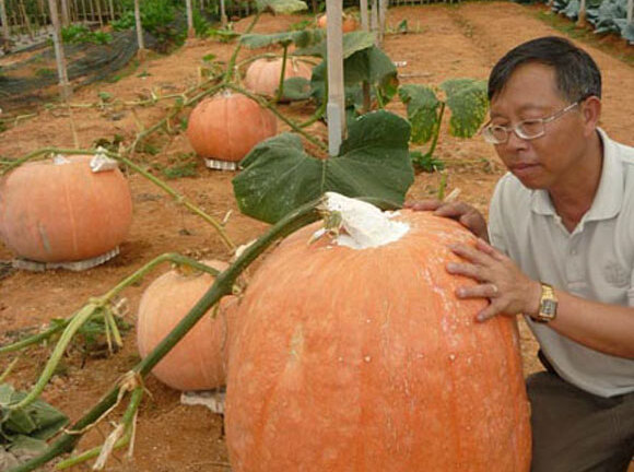 Ngỡ ngàng những củ quả 