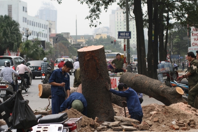 Hà Nội: Trưng cầu ý kiến người dân về thay thế cây xanh