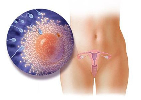 Sự phát triển của thai nhi trong bụng mẹ từ đầu đến cuối