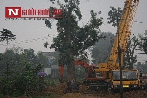 Hà Tĩnh: Lãnh đạo huyện từ chối bán 40 cây xà cừ trăm tuổi