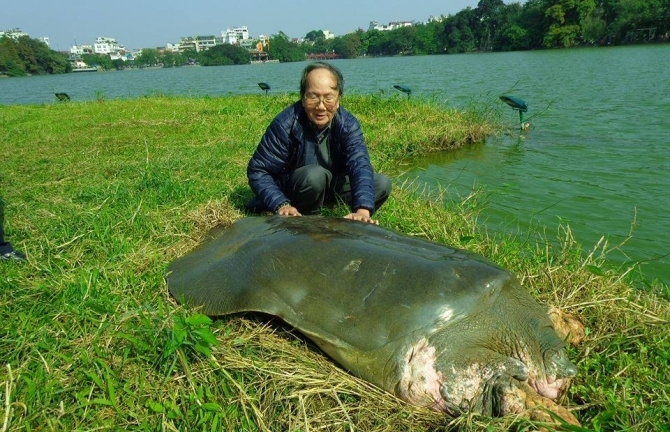 Sự thực tin đồn cụ rùa Hồ Gươm qua đời