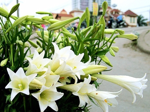 Mê mẩn vẻ đẹp của những loài hoa tháng Tư