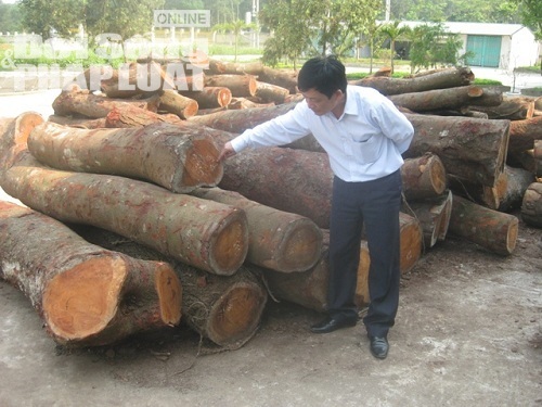 25 cây lim xanh ở rừng Tam Quy bị đốn hạ là để tỉa thưa