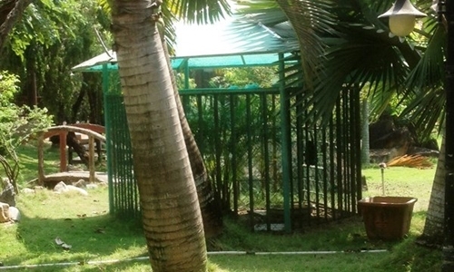 Thương tâm những vụ trẻ nhỏ bị thú nuôi tấn công