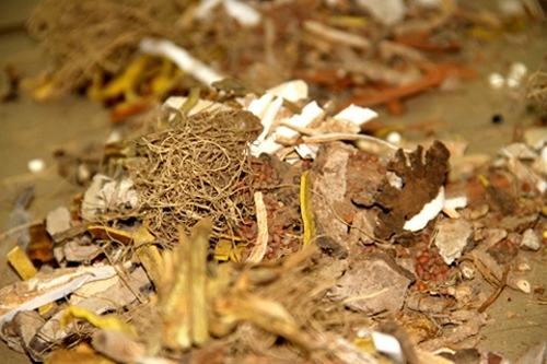 Tuyệt chiêu chữa bệnh xương khớp của lang y Bình Dương