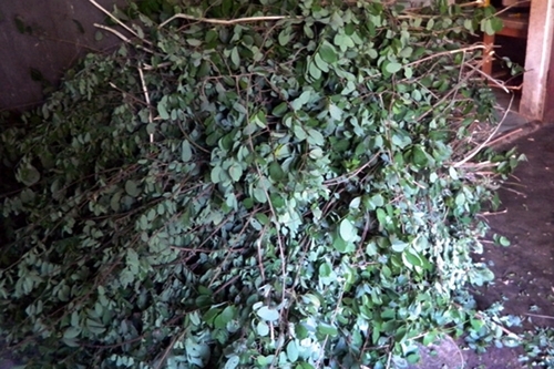 Bài thuốc kỳ diệu giúp cậu học sinh lớp 5 thoát khỏi bệnh hiếm gặp