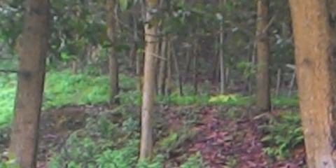 Tìm chồng trong đêm, thiếu phụ bị chú hiếp dâm trên đồi vắng