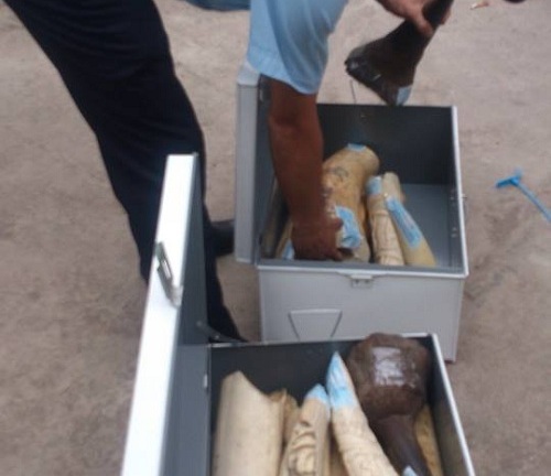 Lô hàng nghi là ngà voi, sừng tê giác giá hàng chục tỷ đồng bị bắt giữ