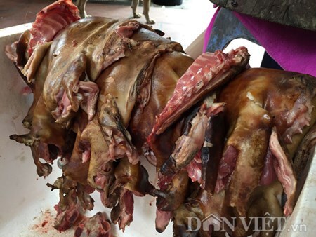 Hàng nghìn con mèo bị giết mỗi ngày, chính quyền 