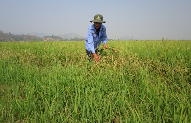 Giống ‘lúa ma’ bỗng nhiên xuất hiện ở Đăk Lăk