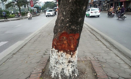 Xà cừ “thương tích” hàng loạt: Âm mưu phá hoại bí ẩn?