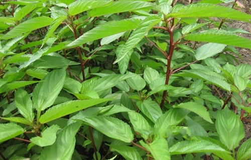 Những tác dụng bất ngờ của rau đay