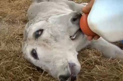 Kỳ lạ bê mới sinh có 2 đầu cùng nằm trên 1 cổ