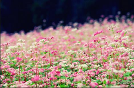 Ấn tượng hoa tam giác mạch trái mùa ở Hà Giang